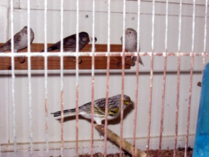 besg hos karl aage 027r